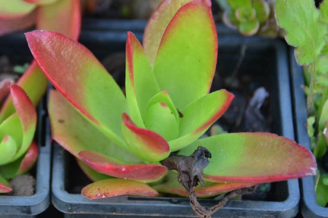 Trance Plants